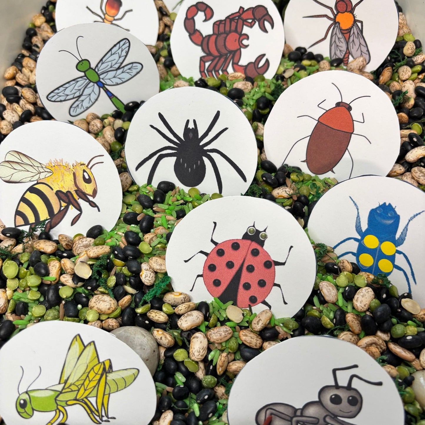 Bug Hunt Sensory Bin Activity Cards | Printable Bug Search Game | Preschool Nature Learning PDF